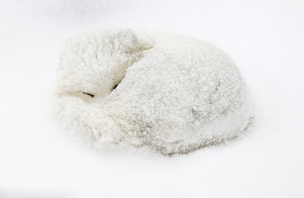 加拿大丘吉尔城的苔原上一只北极狐