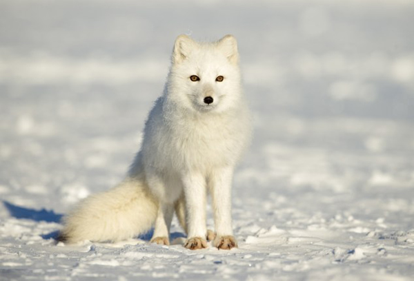 加拿大丘吉尔城苔原上的北极狐