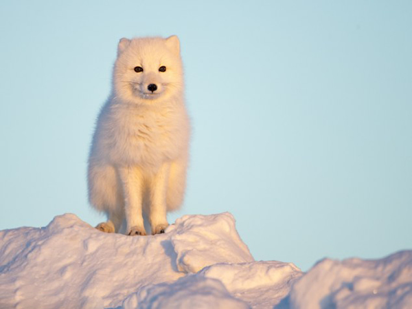 加拿大丘吉尔城苔原上的北极狐