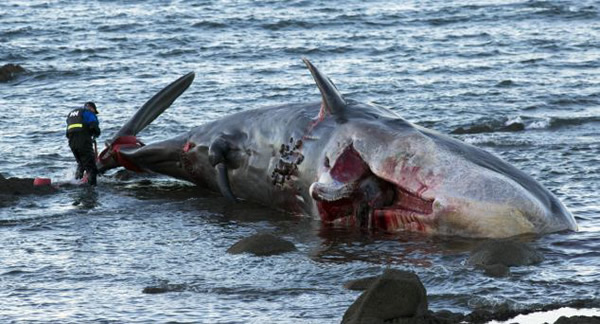 Ӣ�����������б��庣̲�����������Ĩ�㾨ʬ��