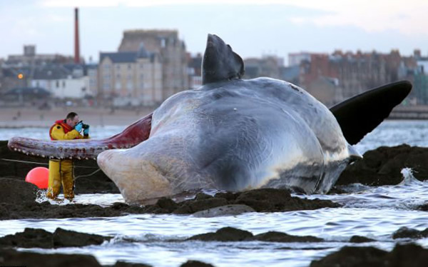 Ӣ�����������б��庣̲�����������Ĩ�㾨ʬ��