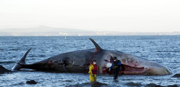 Ӣ�����������б��庣̲�����������Ĩ�㾨ʬ��