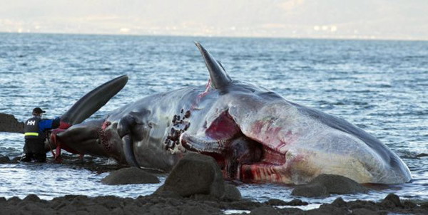 Ӣ�����������б��庣̲�����������Ĩ�㾨ʬ��