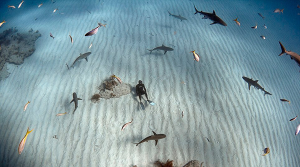 大西洋西岸的西大巴哈马海底大量鲨鱼出没