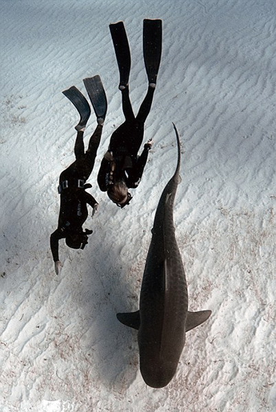 大西洋西岸的西大巴哈马海底大量鲨鱼出没