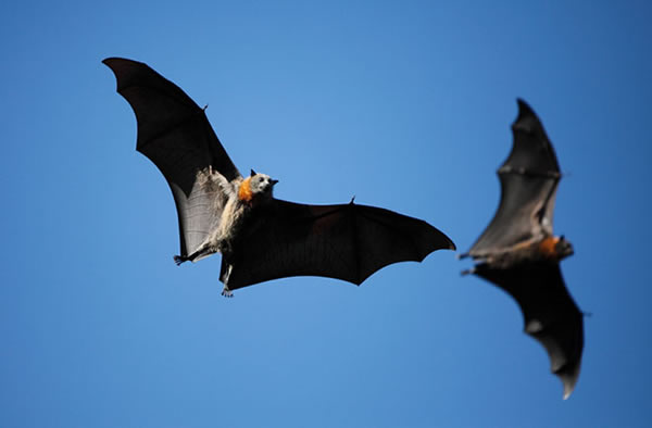 100,000 Bats Are Killed by Australian Heatwave