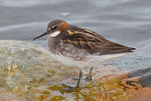 A red-necked phalarope.