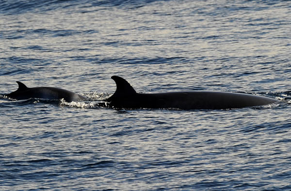A Minke whale and calf rise to the surface near a whale watching boat off the co