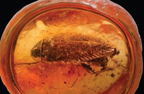 This is a 44-million-year-old Ectobius cockroach (Ectobius balticus) from northe