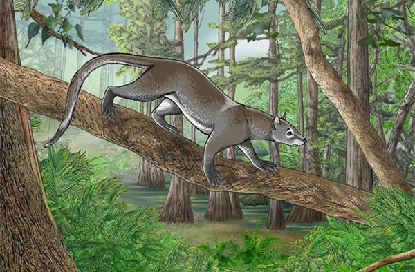 The carnivore ancestor Dormaalocyon latouri, roamed Europe 56 million years ago.