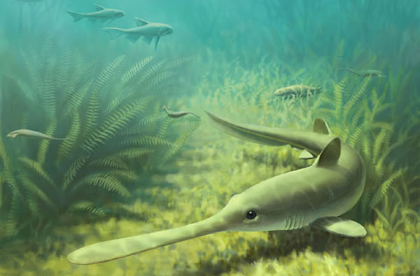 This long-snouted shark called Bandringa was one of the earliest close relatives