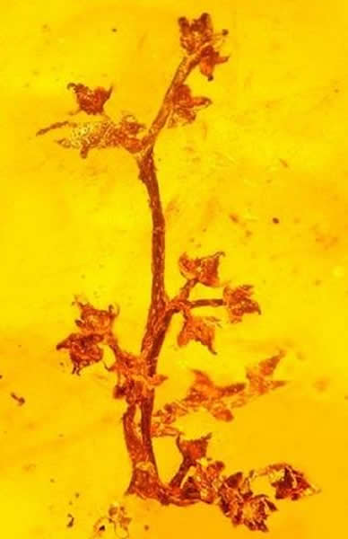 缅甸琥珀中发现开花植物有性繁殖的最古老证据