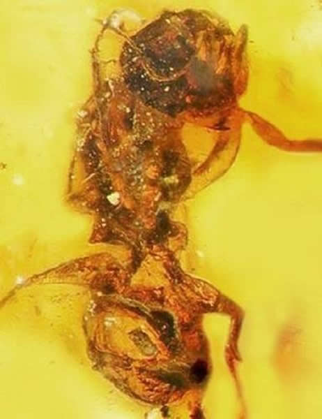 研究人员还在缅甸琥珀中发现了蜜蜂