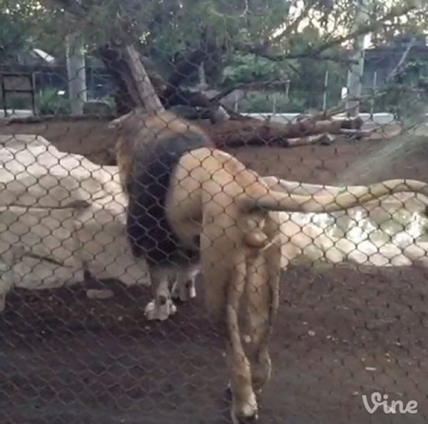 美国圣地牙哥动物园一头公狮喷尿吓得观众落荒而逃