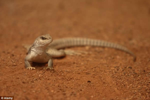 ����ī�����ɳ�ڱڻ��������������ĵ���ڻ�������ô��˳��