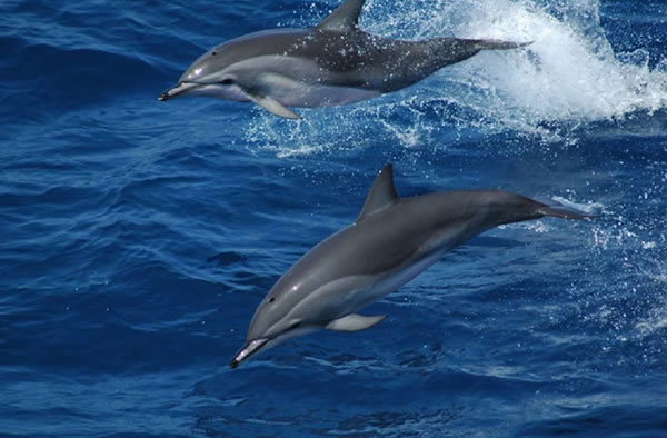 Clymene dolphins are a hybrid of closely related spinner and striped dolphins.