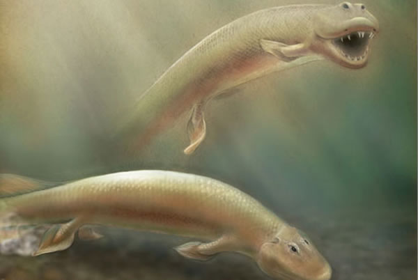 A color illustration of Tiktaalik swimming and walking in water.