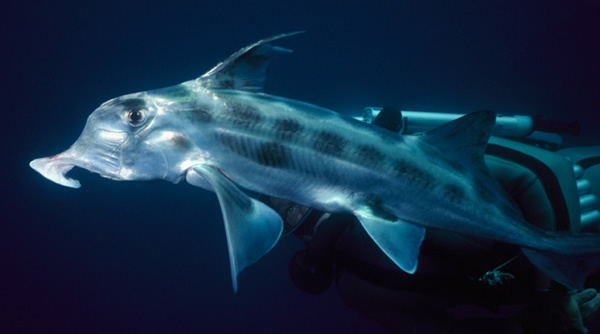 姥鲨基因揭示早期脊椎动物进化
