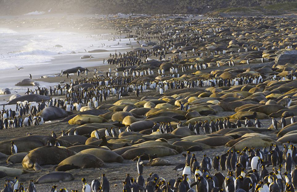 南大西洋安德鲁斯湾的南乔治亚岛上的海象和帝企鹅数量惊人