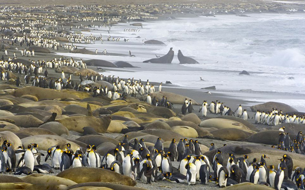 南大西洋安德鲁斯湾的南乔治亚岛上的海象和帝企鹅数量惊人