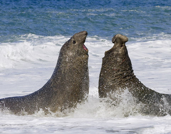 南大西洋安德鲁斯湾的南乔治亚岛上的海象和帝企鹅数量惊人