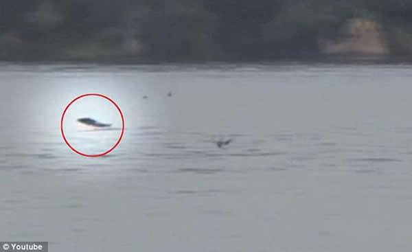 一条非洲虎鱼突然跃出水面,捕食空中飞行的燕子。