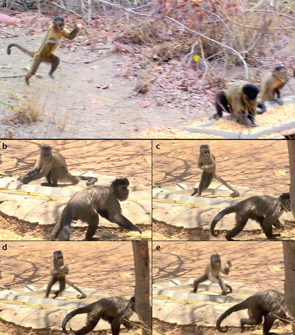 卷尾猴会向倾慕的对象扔石头示爱