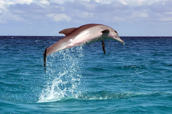 Dolphins Are 10 Times Stronger Than Human Athletes