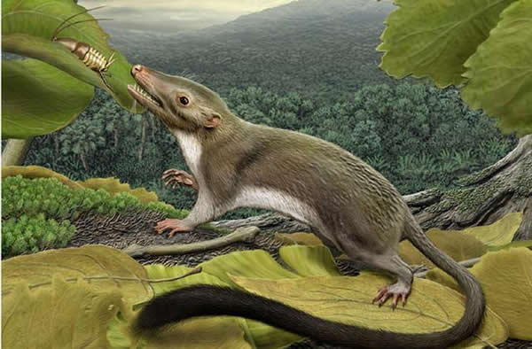 艺术家描绘最早的胎盘哺乳动物,与恐龙生活同一时期,是人类进化始祖物种。