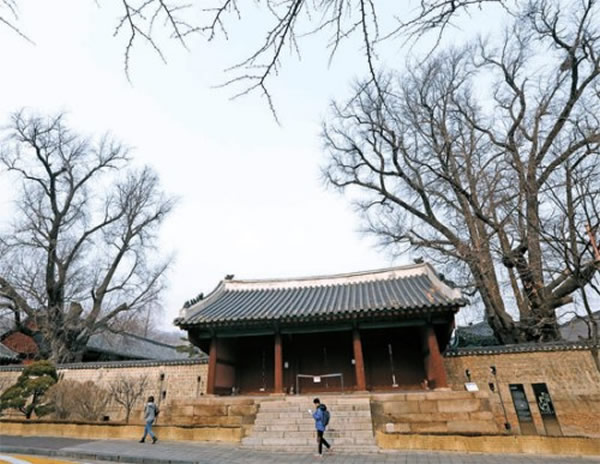 韩国首尔市的成均馆大成殿前院有两棵银杏树,树龄高达近500岁。