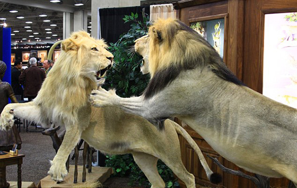 猎人“科里诺尔顿”成功竞拍在纳米比亚猎杀濒危黑犀牛的许可证招来强烈谴责