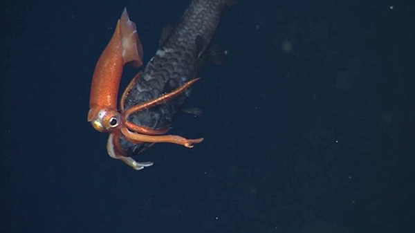 �ĵ�С������ʳ����ĺ���һĻ