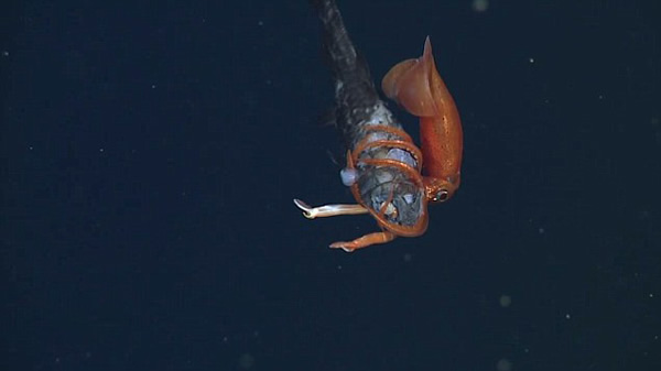 �ĵ�С������ʳ����ĺ���һĻ