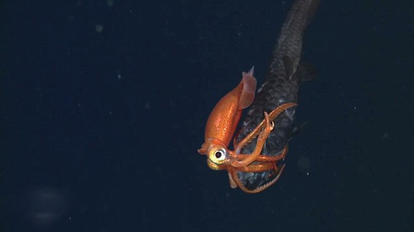 �ĵ�С������ʳ����ĺ���һĻ