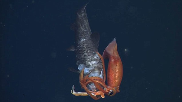 �ĵ�С������ʳ����ĺ���һĻ