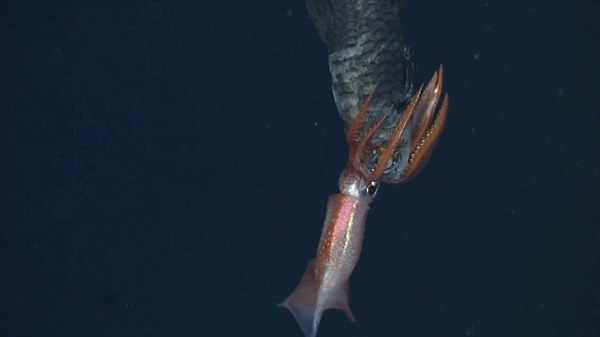 �ĵ�С������ʳ����ĺ���һĻ