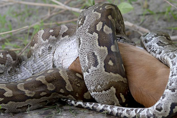 ��������һ�����������ɹ���ʳһֻ�ڰ���