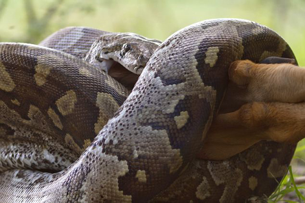 ��������һ�����������ɹ���ʳһֻ�ڰ���