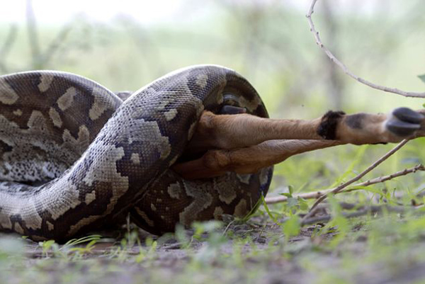 博茨瓦纳一条非洲岩蟒成功吞食一只黑斑羚