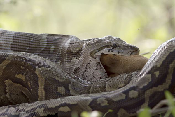 ��������һ�����������ɹ���ʳһֻ�ڰ���