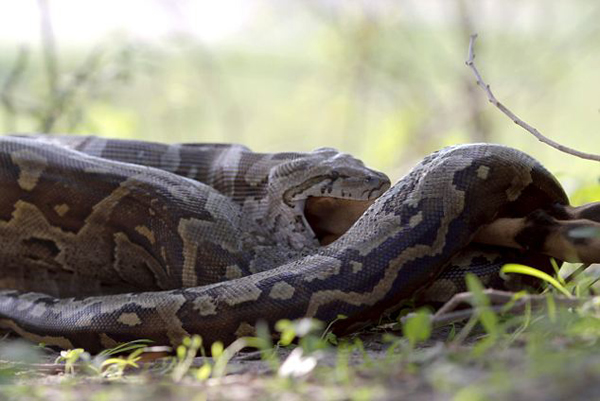 ��������һ�����������ɹ���ʳһֻ�ڰ���