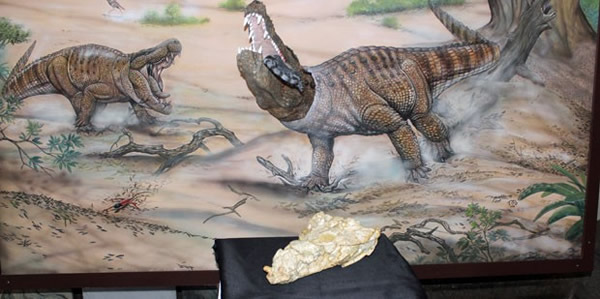 Sahitisuchus fluminensisĸԭͼ