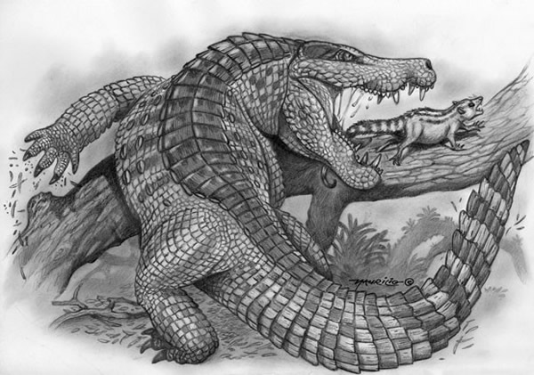 Sahitisuchus fluminensisĸԭͼ