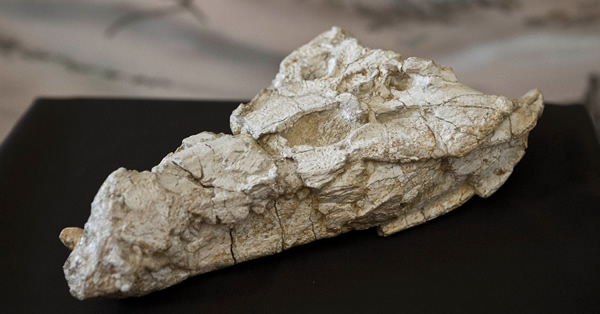 Sahitisuchus fluminensisĻʯ