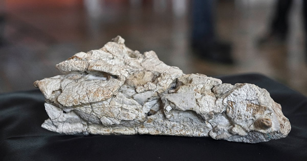 Sahitisuchus fluminensisĻʯ