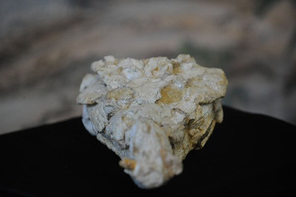 Sahitisuchus fluminensisĻʯ