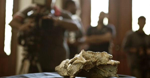 Sahitisuchus fluminensisĻʯŷ