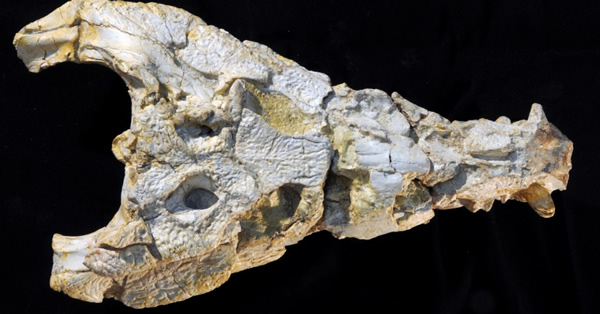 Sahitisuchus fluminensisĻʯ