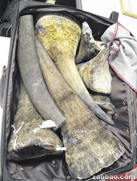 越南男子走私市值140万美元黑犀牛角被查遭严惩