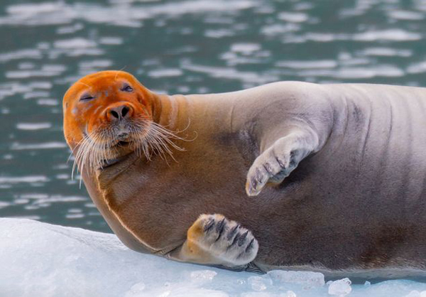 Ų��˹�߶�����Ⱥ��һֻ�������ع�������